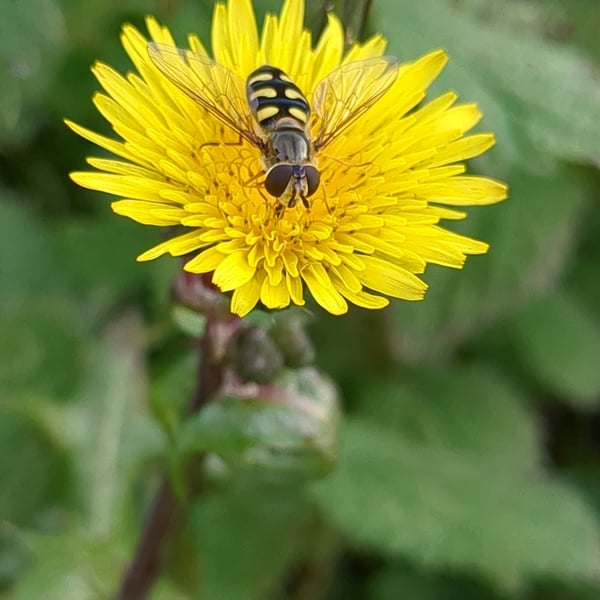 Eupeodes luniger