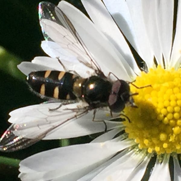 Melangyna novaezelandiae