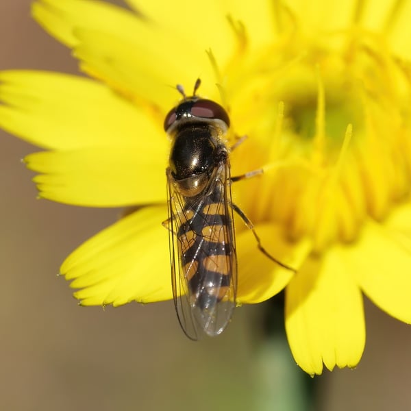 Melangyna viridiceps