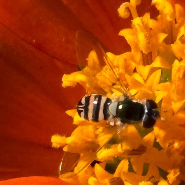 Allograpta exotica