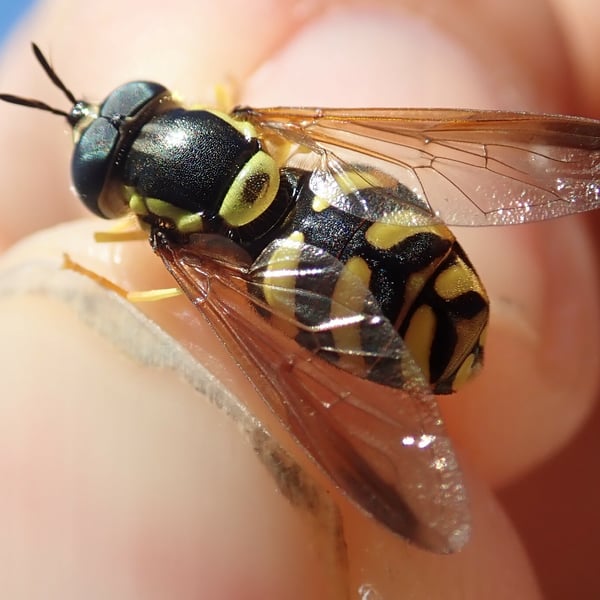 Chrysotoxum