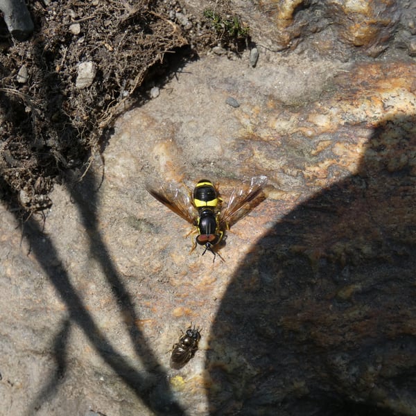 Chrysotoxum bicinctum