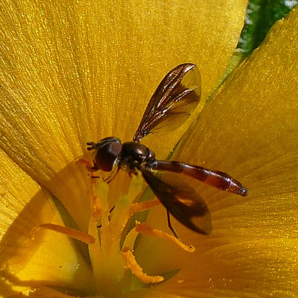 Ocyptamus fuscipennis