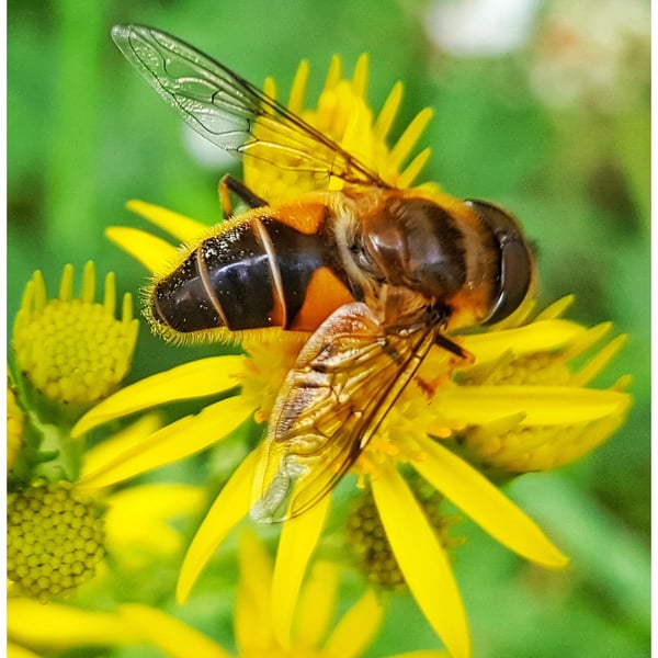 Eristalis pertinax