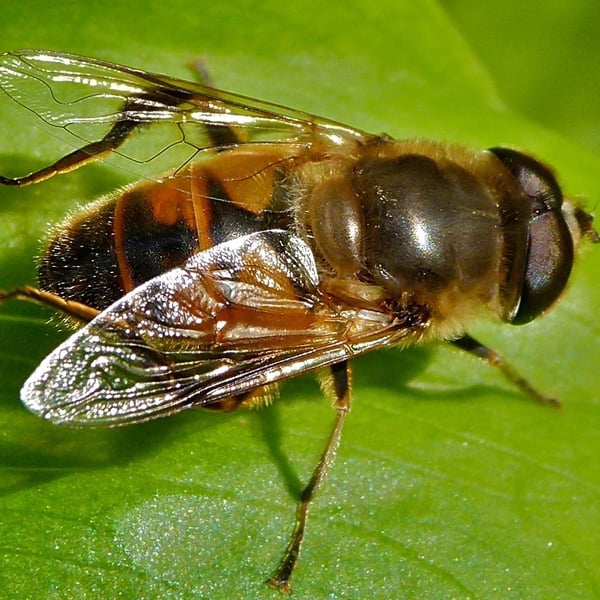 Eristalis tenax