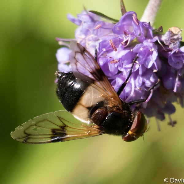 Volucella pellucens
