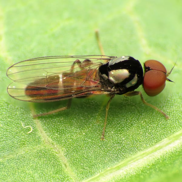 Platypezidae