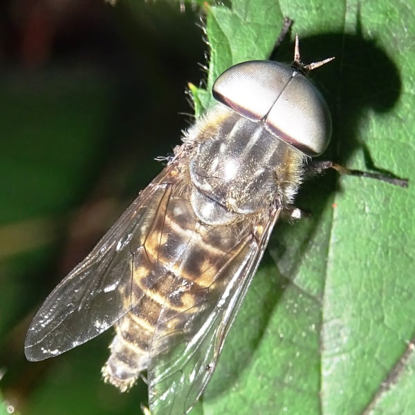 Tabanidae