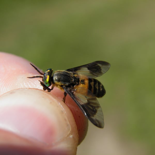 Chrysops