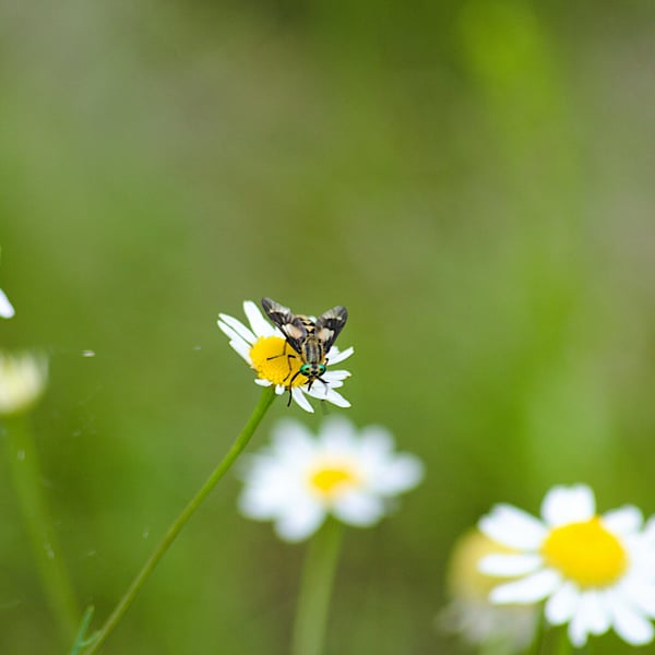 Chrysops relictus