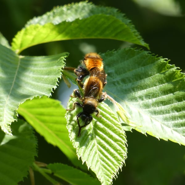 Laphria