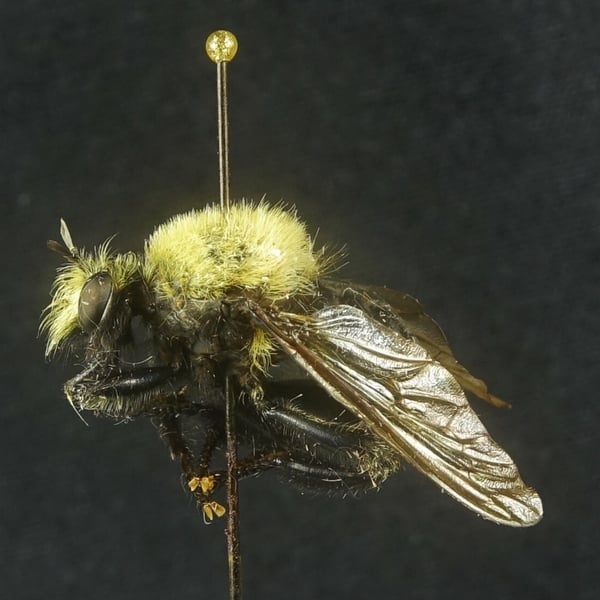 Laphria flavicollis