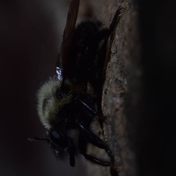 Laphria thoracica