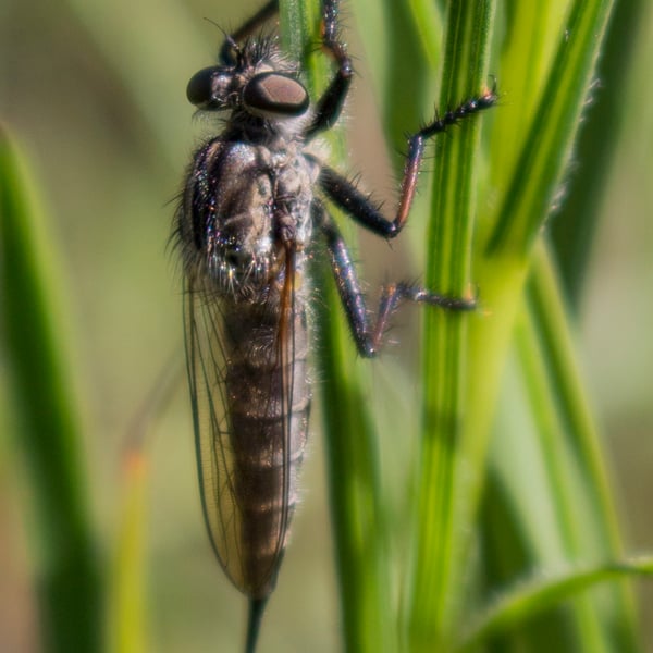 Efferia aestuans