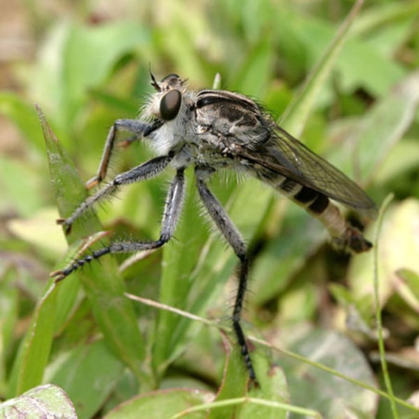 Triorla interrupta