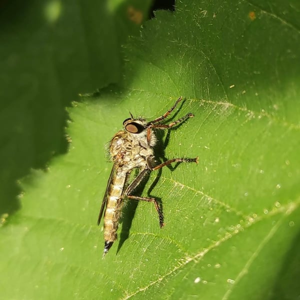 Tolmerus atricapillus