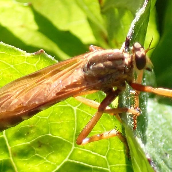 Asilus sericeus