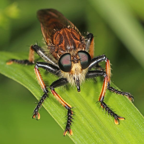Promachus rufipes