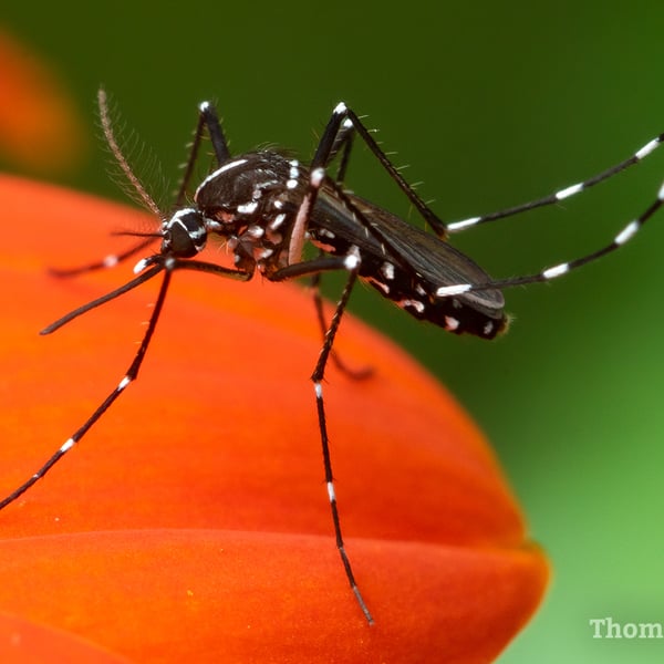 Aedes albopictus