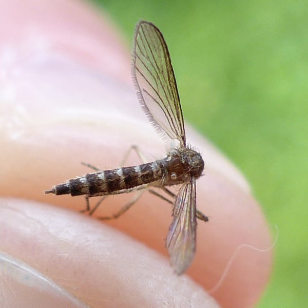 Aedes vexans