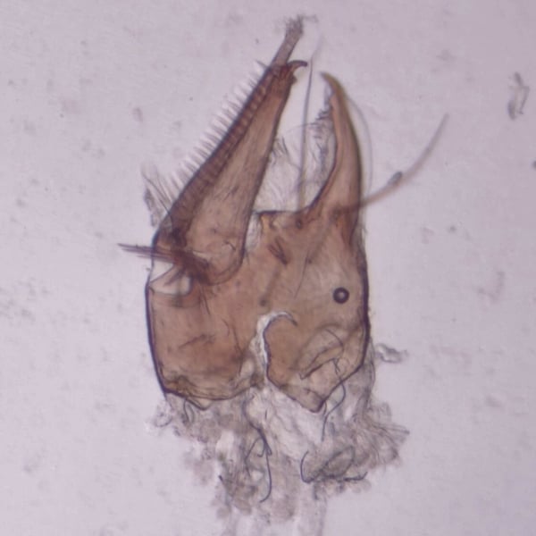 Rhacochelifer