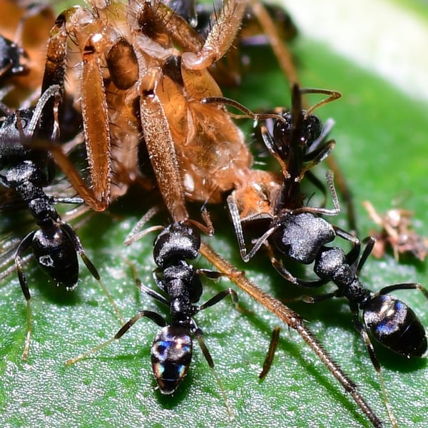Ochetellus punctatissimus