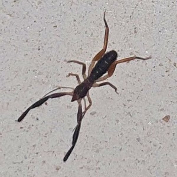 Blossia falcifera
