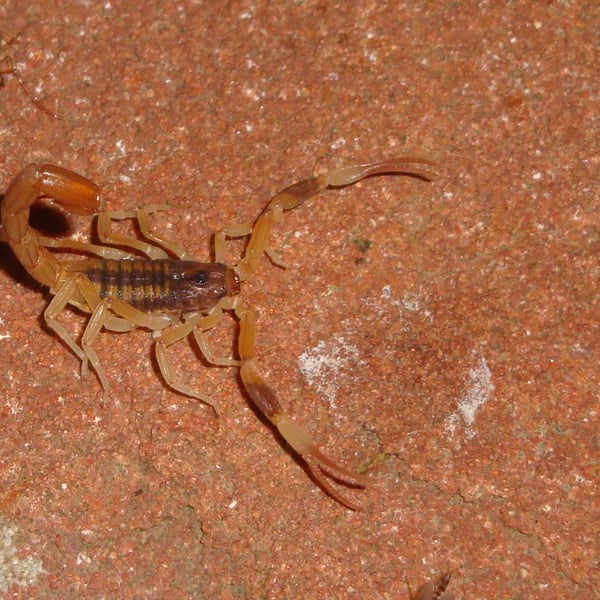 Tityus carrilloi