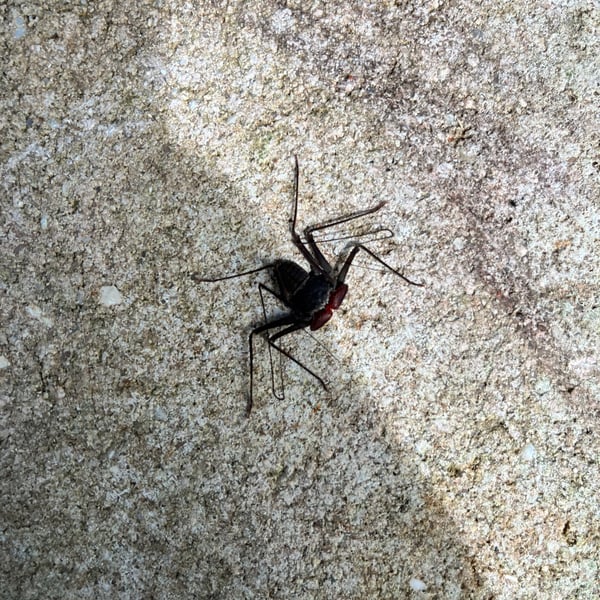 Paraphrynus cubensis