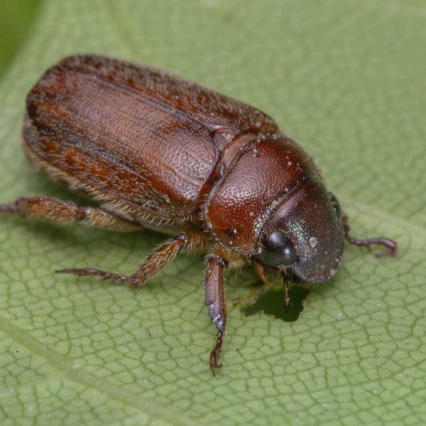 Adoretus compressus