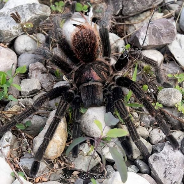 Phormictopus melodermus