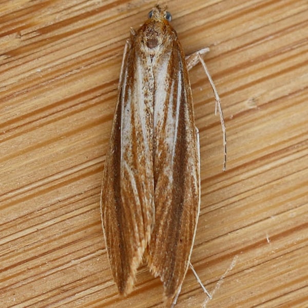 Donacaula dispersellus