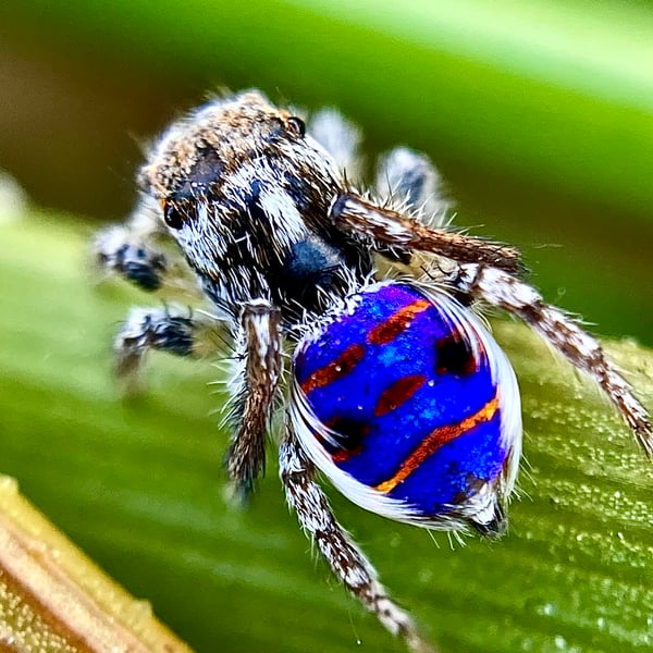 Maratus speciosus