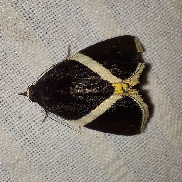 Fodina pallula