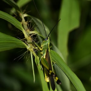 Insects Id: Yellow-spined Bamboo Locust (Ceracris kiangsu)