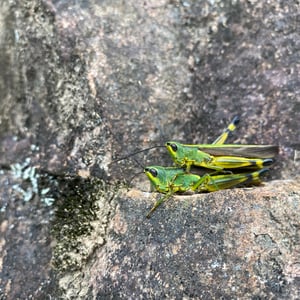 Insects Id: Yellow-spined Bamboo Locust (Ceracris kiangsu)