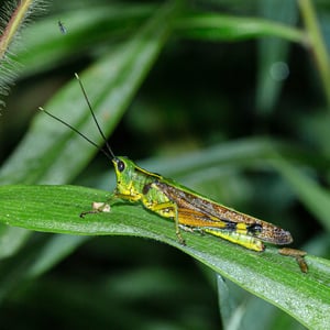 Insects Id: Yellow-spined Bamboo Locust (Ceracris kiangsu)