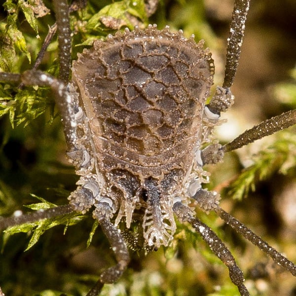 Ortholasma rugosum