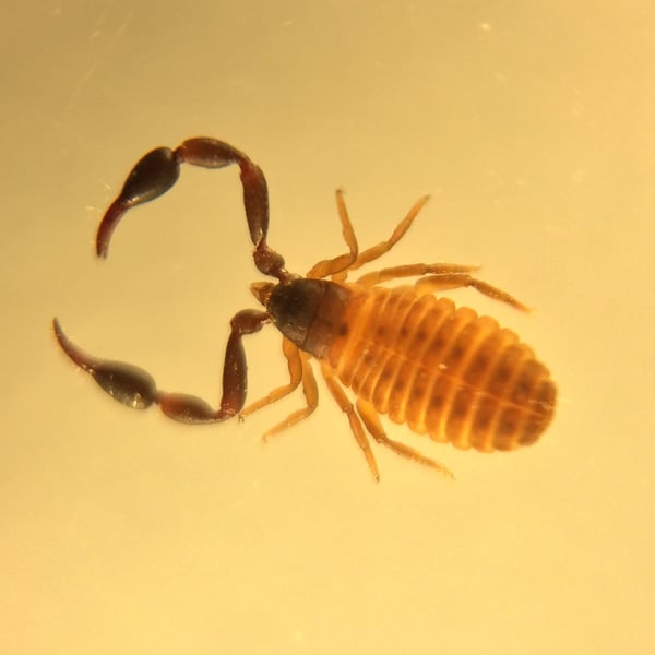 Dactylochelifer latreillii