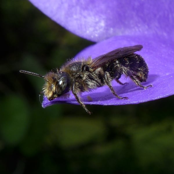 Chelostoma rapunculi