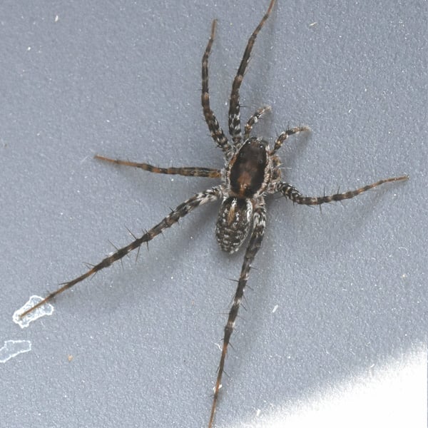 Pardosa saxatilis