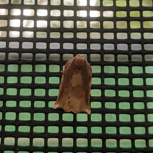 Homona mermerodes