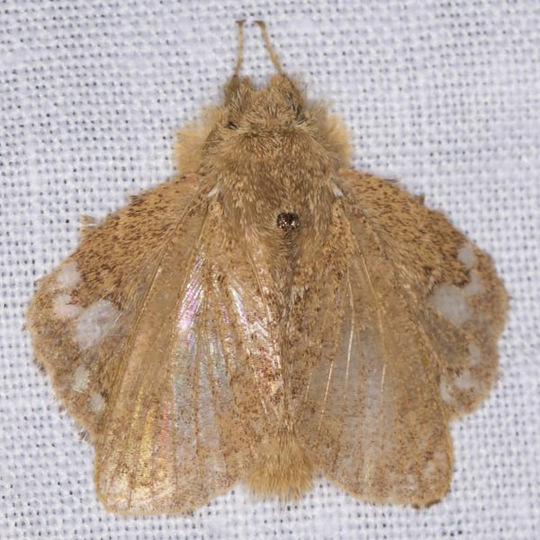 Euglyphis vitripuncta