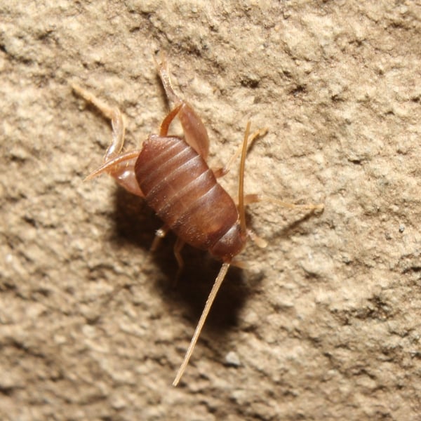 Myrmecophilus pergandei