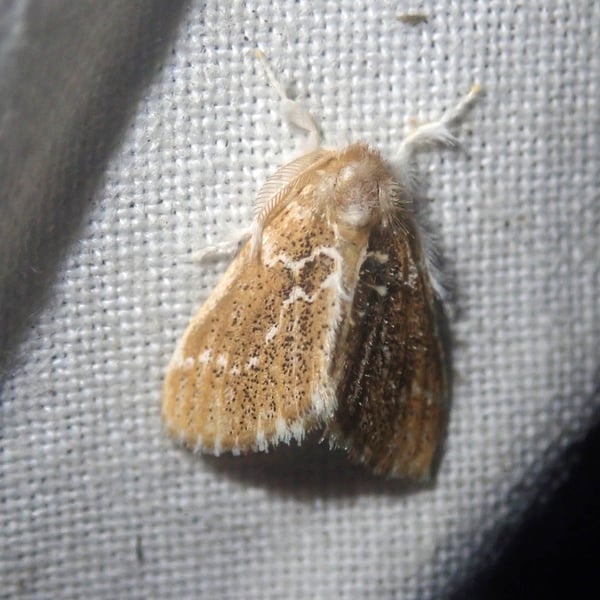 Artaxa distracta