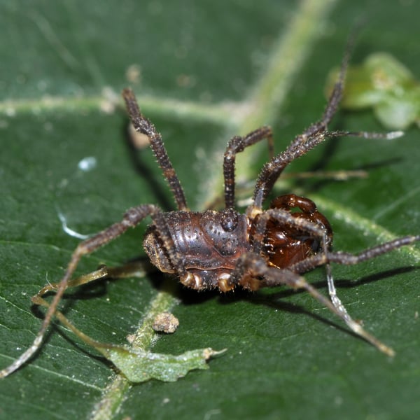 Zamora granulata