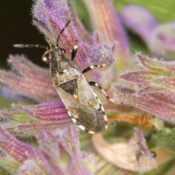 Heterogaster cathariae