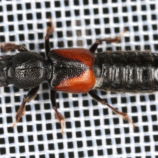 Bledius tricornis