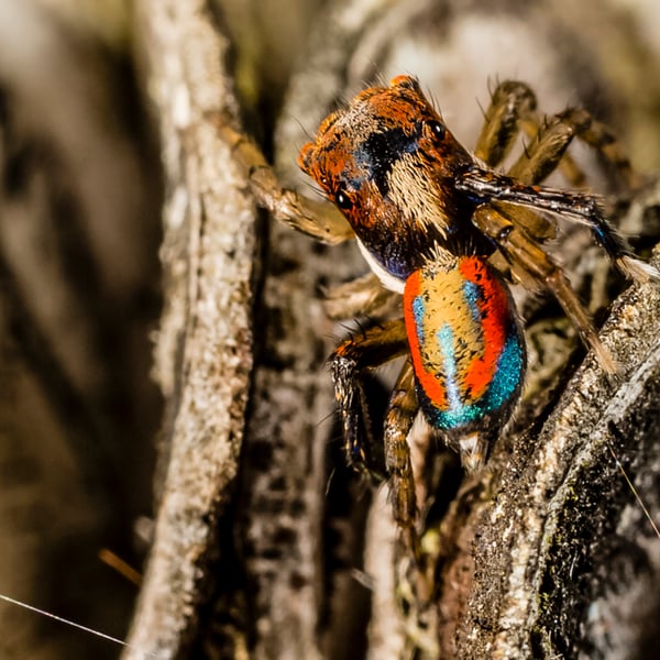 Maratus sylvestris