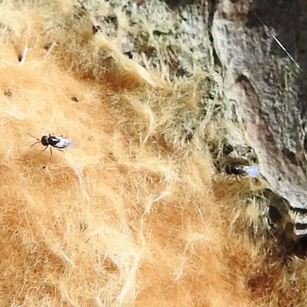 Ooencyrtus kuvanae